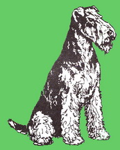 Airedale_D