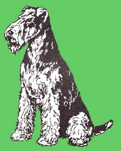 Airedale_G