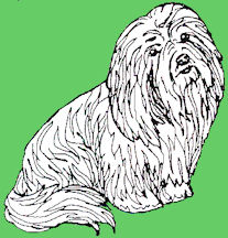 coton_de_tulear_2