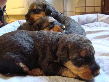 chiots_17jours_fifilles_1