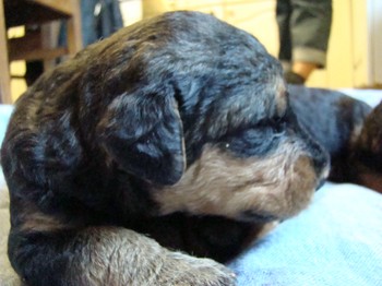 chiots_17jours_fifilles_10.JPG