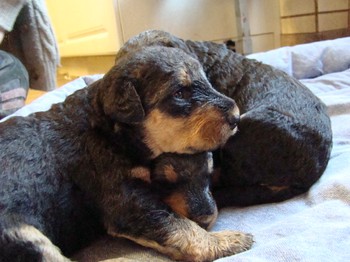 chiots_17jours_fifilles_2