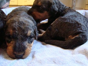 chiots_17jours_fifilles_3
