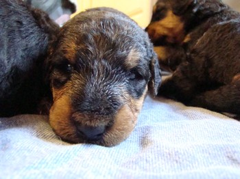 chiots_17jours_fifilles_4