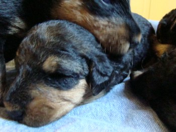 chiots_17jours_fifilles_5