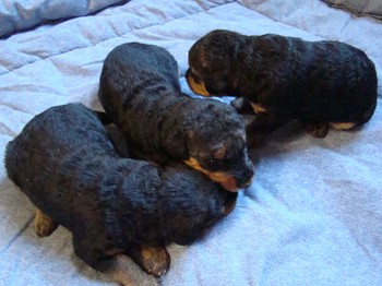 chiots_17jours_fifilles_6