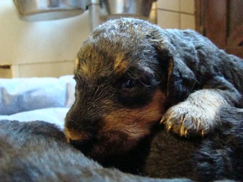 chiots_17jours_fifilles_7