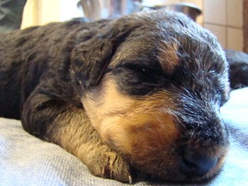 chiots_17jours_fifilles_8.JPG
