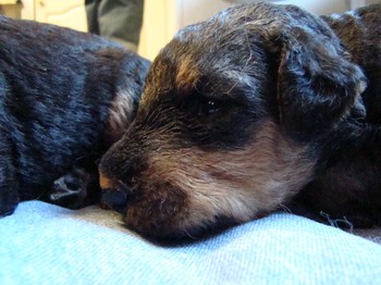 chiots_17jours_fifilles_9.JPG