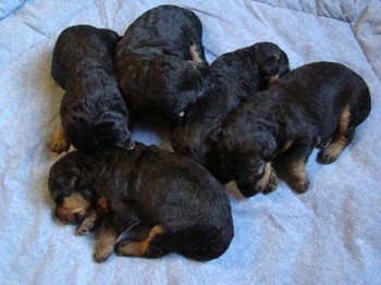 chiots_17jours_gamins_11