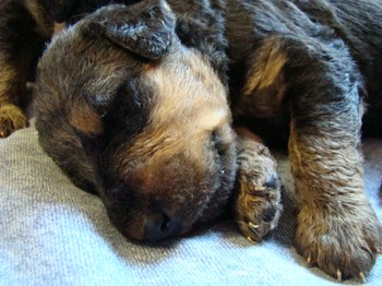 chiots_17jours_gamins_12.JPG