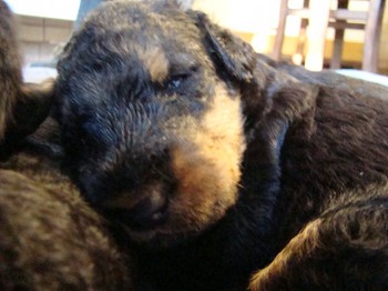 chiots_17jours_gamins_13.JPG