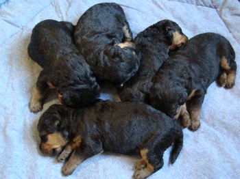chiots_17jours_gamins_14.JPG