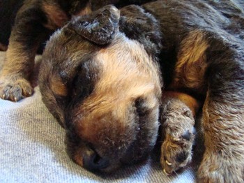 chiots_17jours_gamins_15.JPG