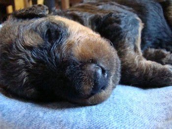 chiots_17jours_gamins_16.JPG