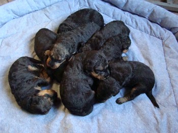 chiots_17jours_les8_17