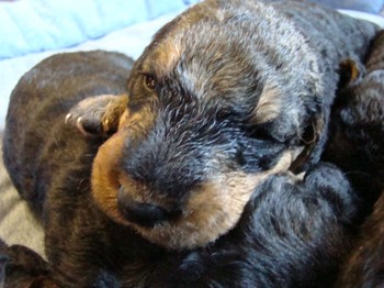 chiots_17jours_les8_18.JPG