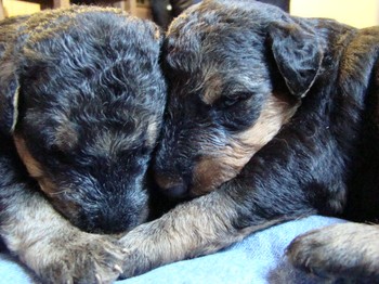 chiots_17jours_les8_19.JPG