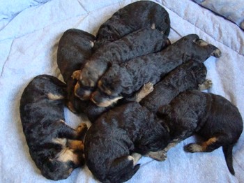 chiots_17jours_les8_20.JPG