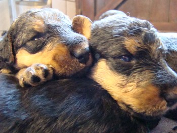 chiots_17jours_les8_21.JPG