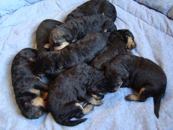 chiots_17jours_les8_22.JPG