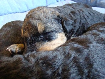 chiots_17jours_les8_23.JPG