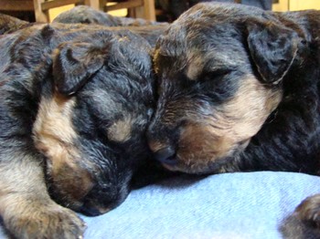 chiots_17jours_les8_24.JPG