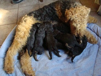 chiots_17jours_les8_25.JPG