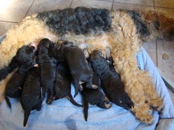 chiots_17jours_les8_26.JPG