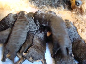chiots_17jours_les8_27.JPG