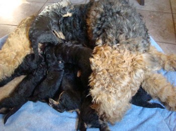 chiots_17jours_les8_28.JPG