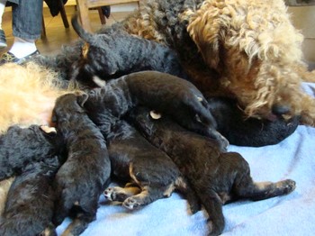 chiots_17jours_les8_29.JPG
