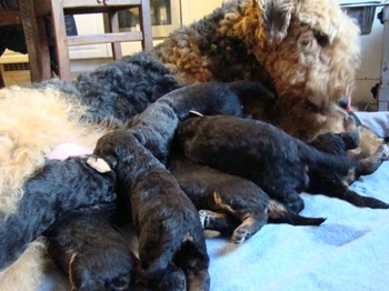 chiots_17jours_les8_30.JPG