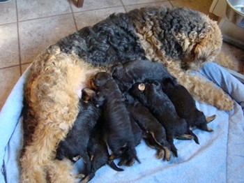 chiots_17jours_les8_31.JPG