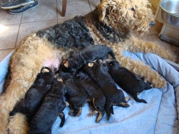 chiots_17jours_les8_32.JPG
