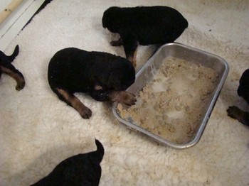 chiots_17jours_les8_33.JPG