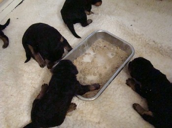chiots_17jours_les8_34.JPG