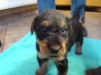 chiots_1mois_KIMBY_1
