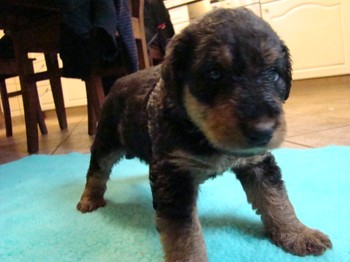 chiots_1mois_KIMBY_2