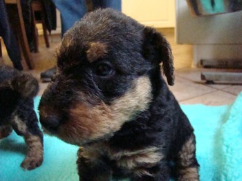 chiots_1mois_KIMBY_3