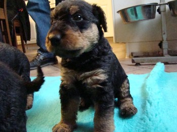 chiots_1mois_KIMBY_4