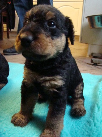 chiots_1mois_KIMBY_5