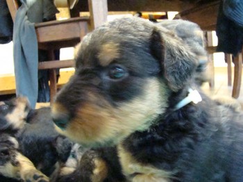 chiots_1mois_KIMBY_6