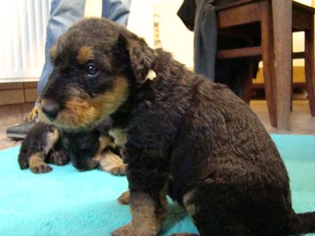 chiots_1mois_KIMBY_7