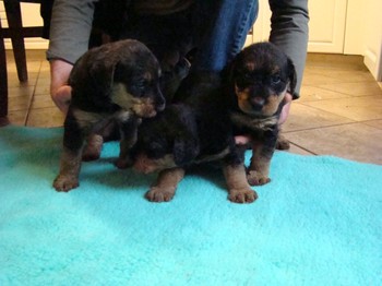 chiots_1mois_fifilles_1