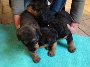 chiots_1mois_fifilles_2