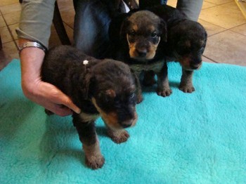 chiots_1mois_fifilles_3