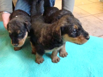 chiots_1mois_fifilles_4