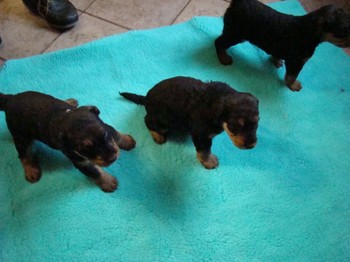 chiots_1mois_fifilles_5