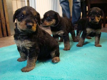 chiots_1mois_fifilles_6